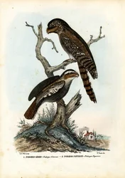 Papoea-kikkerbek